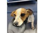 Adopt Sabrina a Brown/Chocolate Mixed Breed (Medium) dog in Whiteville