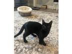 Adopt Skooter a All Black Domestic Shorthair (short coat) cat in Canonsburg