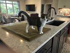 Adopt Sassy a Gray, Blue or Silver Tabby Domestic Shorthair (short coat) cat in