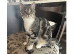 Adopt Lucy a Gray, Blue or Silver Tabby Domestic Shorthair (short coat) cat in