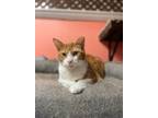 Adopt Mr. Pumpkin a Orange or Red (Mostly) Domestic Shorthair (short coat) cat