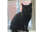 Adopt Cash a All Black Domestic Shorthair (short coat) cat in Canonsburg