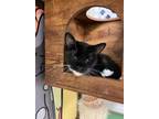 Adopt Frankie a Black (Mostly) Domestic Shorthair (short coat) cat in Chicago