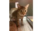 Adopt Misty a Brown Tabby Domestic Shorthair (short coat) cat in Chicago