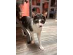 Adopt Gapetto a Black & White or Tuxedo Domestic Shorthair (short coat) cat in