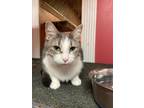 Adopt Shadow a Gray, Blue or Silver Tabby Domestic Shorthair (short coat) cat in