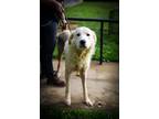 Adopt Barry a White Great Pyrenees / Mixed dog in Fayetteville, WV (39443173)