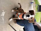 Adopt Baxter a Brindle - with White Boxer / Mixed Breed (Medium) / Mixed dog in