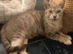 Adopt Beyonce a Brown Tabby Domestic Shorthair (short coat) cat in Lauderhill