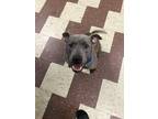 Adopt Tito a Gray/Blue/Silver/Salt & Pepper American Staffordshire Terrier /