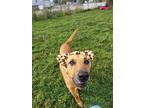 Adopt Lulu a Tan/Yellow/Fawn - with Black Mixed Breed (Large) / Mixed dog in