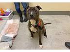 Adopt Jaxx a Brindle - with White Pit Bull Terrier / Mixed dog in Coupeville