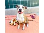 Adopt Sully a Brindle - with White Pit Bull Terrier / Mixed dog in Chula Vista