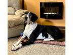 Adopt Molly (23-011) a Black - with White Great Dane / Mixed dog in Inver Grove