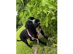 Adopt Charlotte a Black - with White Pit Bull Terrier / Mixed dog in Navasota