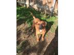 Adopt RAYNE a Brown/Chocolate - with Black Hound (Unknown Type) dog in Ola