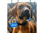 Adopt RUFF a Brown/Chocolate - with Black Hound (Unknown Type) dog in Ola