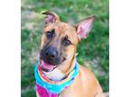 Adopt Malachite a Brown/Chocolate - with Black Pit Bull Terrier / Belgian