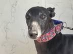 Adopt Nip a Black Greyhound / Mixed dog in Coon Rapids, MN (39438061)