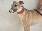 Adopt Najee a Tan/Yellow/Fawn Greyhound / Mixed dog in Coon Rapids