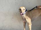 Adopt Winner a Tan/Yellow/Fawn Greyhound / Mixed dog in Coon Rapids