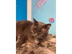 Adopt Riku a Gray or Blue Domestic Shorthair (short coat) cat in Chicago