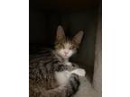 Adopt Nadia a Tan or Fawn Tabby Domestic Shorthair (short coat) cat in Chicago