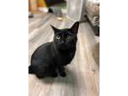 Adopt Missy a All Black Domestic Shorthair (short coat) cat in Chicago