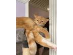 Adopt Cheddar a Orange or Red (Mostly) Domestic Shorthair (short coat) cat in