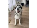 Adopt Lupin a White - with Black Husky / Mixed dog in Royal Oak, MI (39435695)