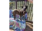Adopt Smokey a Gray/Silver/Salt & Pepper - with White Akita / Mixed dog in