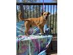 Adopt Cooper a Tan/Yellow/Fawn Shepherd (Unknown Type) / Mixed dog in