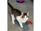Adopt Gypsy a Gray, Blue or Silver Tabby Domestic Mediumhair (medium coat) cat