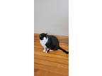 Adopt Oscar a Black & White or Tuxedo American Shorthair / Mixed cat in Omaha