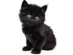 Adopt Fluffy a All Black Domestic Shorthair (medium coat) cat in Spring