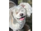Adopt Miss Honey a White - with Tan, Yellow or Fawn Bichon Frise / Mixed Breed