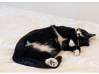 Adopt Trix a Black & White or Tuxedo American Shorthair / Mixed (short coat) cat