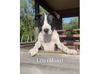 Adopt Lilo a Terrier (Unknown Type, Medium) dog in Deerfield, MI (39257601)