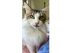 Adopt TJ a Domestic Shorthair / Mixed (short coat) cat in Hoover, AL (39430587)