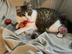 Adopt TJ a Domestic Shorthair / Mixed (short coat) cat in Hoover, AL (39430587)