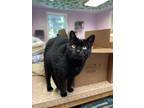 Adopt Ms. Jingles a Domestic Shorthair / Mixed (short coat) cat in Walden