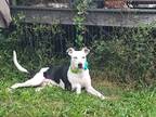 Adopt Sunshine a White - with Black Mixed Breed (Medium) / Mixed dog in