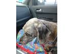 Adopt Memphis a Brindle Terrier (Unknown Type, Medium) / Mixed dog in