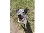 Adopt Finn a White - with Black Cattle Dog / Pit Bull Terrier / Mixed dog in