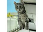 Adopt Cleo a Gray, Blue or Silver Tabby American Shorthair / Mixed (short coat)