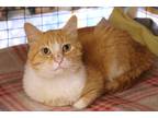 Adopt Tic Tac a Orange or Red (Mostly) Domestic Shorthair (short coat) cat in