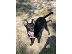 Adopt Kylo a Black Labrador Retriever / Mixed dog in Lufkin, TX (39161029)