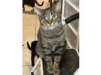 Adopt Chester a Brown Tabby Tabby (short coat) cat in Lake Worth, FL (39423925)