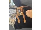 Adopt Ena a Tan/Yellow/Fawn - with Black Mixed Breed (Small) / Australian