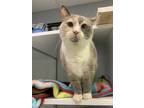 Adopt Sybil a Tan or Fawn Siamese / Domestic Shorthair / Mixed cat in Erie